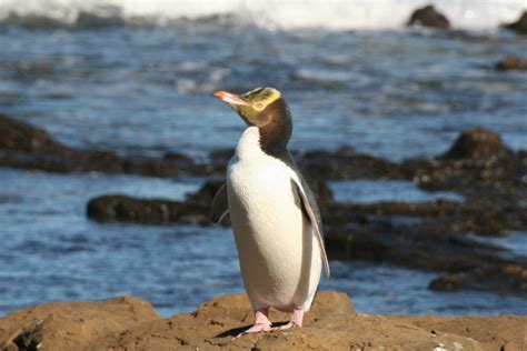 Study says New Zealand's Yellow-eyed penguin could go extinct in 25 years