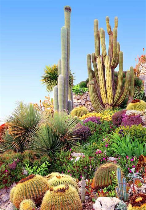 Cactus Landscaping Designs For Small Backyards - So keep reading for ...