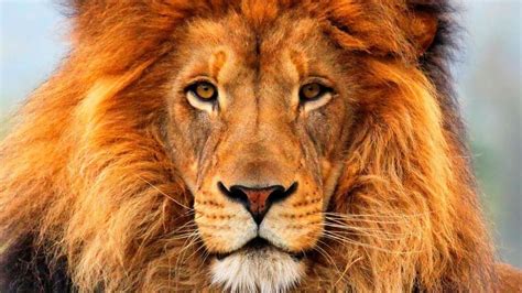 Petition · USDA: Make buying & selling lion meat illegal in the U.S ...