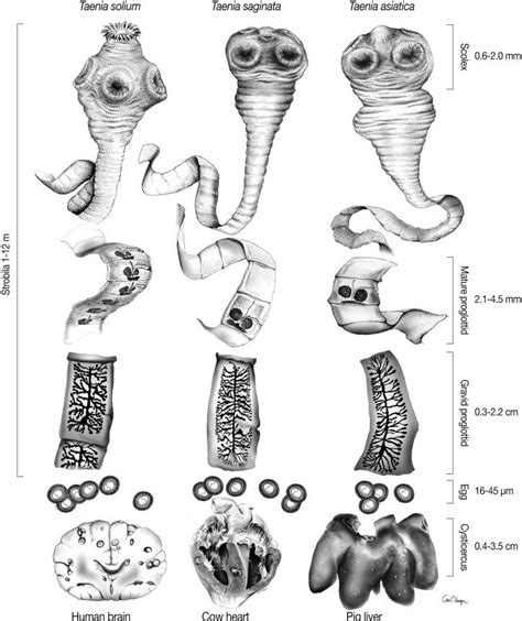 Pictures Of Tapeworms In Humans