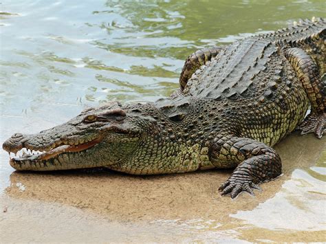 10 Interesting Facts You Didn't Know About Crocodiles | Stockland