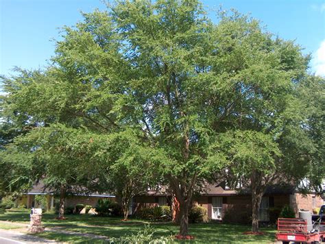 Winged Elm Tree | springtime