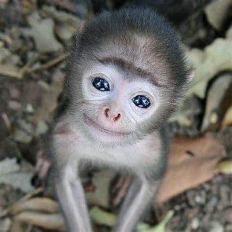 A Smiling Baby Monkey ... | BABY ANIMALS | Pinterest | Monkey, Babies and Animal