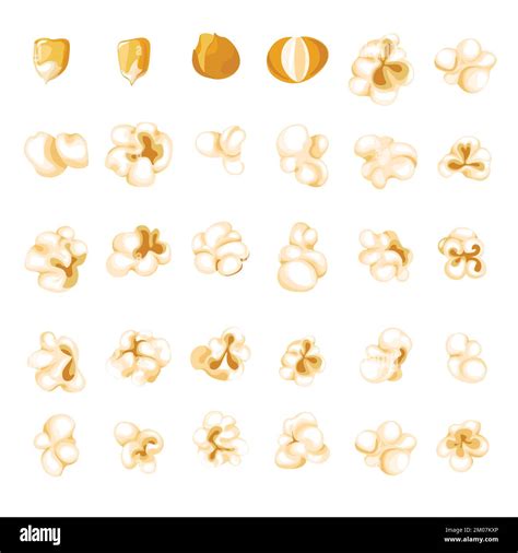 Popcorn kernel types and process of popping vector Stock Vector Image ...