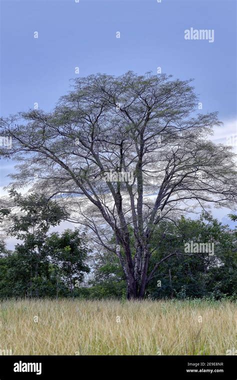 Dicot tree in a field in the late afternoon Stock Photo - Alamy