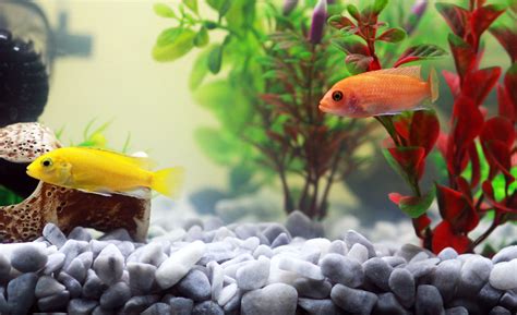 Free Images : flower, zoo, orange, biology, goldfish, macro photography, aquarium fish, water ...