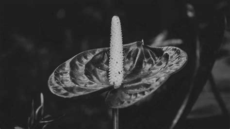 Underwatered Anthurium: How To Identify, Treat and Prevent It