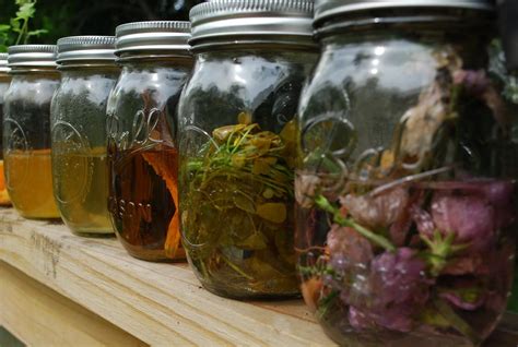 How to Make Herbal Tinctures – Survival Stronghold