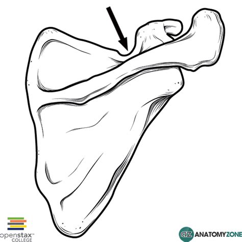 Suprascapular Notch • Musculoskeletal, Skeletal • AnatomyZone