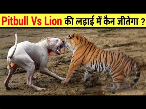 कौन जीतेगा इन दोनों में से ? | Lion Vs Pitbull Fight Real | Pitbull Vs ...