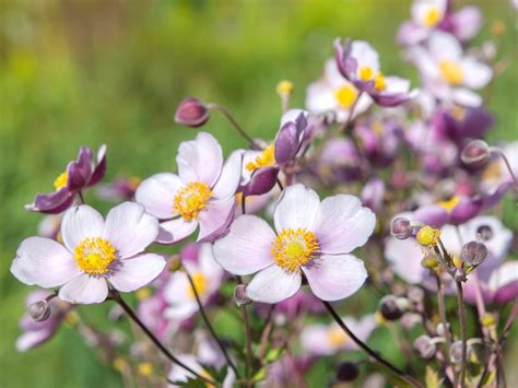 Anemones: How to Care for Anemones - FarmingAbout