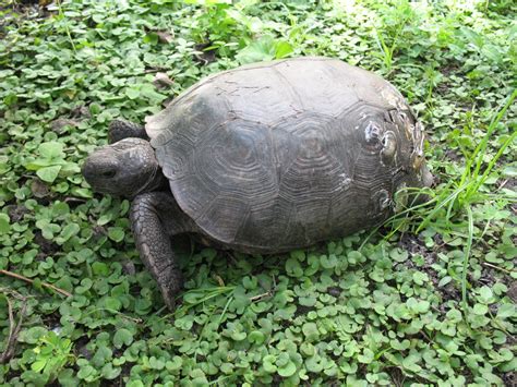 Peace River Wildlife Center: Hours and Tours