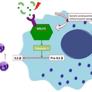 Inflammasome: Recognition of bacteria, PAMPs, and DAMPs activates the ...