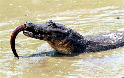 Black Caiman Facts, Weight, Habitat, Diet, Lifespan, Pictures