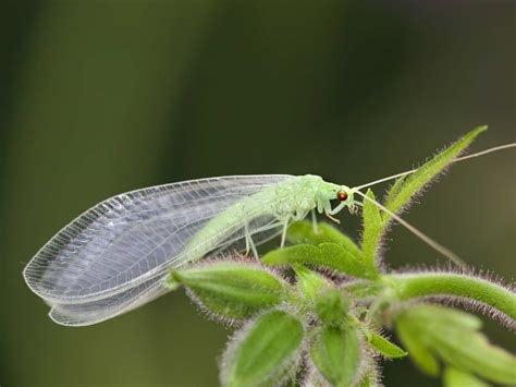 The green lacewing: the only lacewing that hibernates - Saga