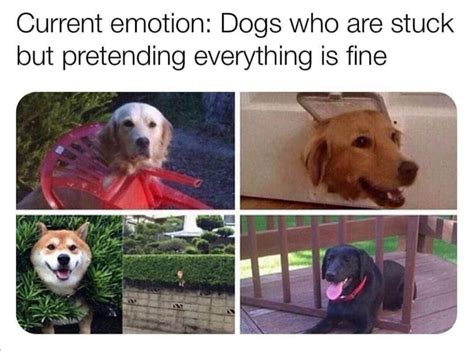 dogs are dOGs : r/memes