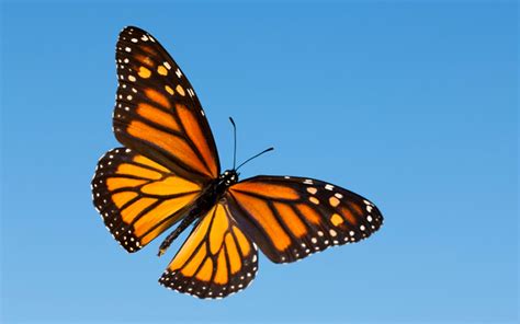 Download Monarch Butterfly Animal Butterfly HD Wallpaper