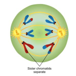 Anaphase of Mitosis and Meiosis (Anaphase I, II), Diagram - PhD Nest