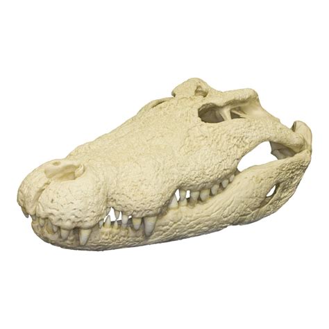 Replica Nile Crocodile Skull — Skulls Unlimited International, Inc.