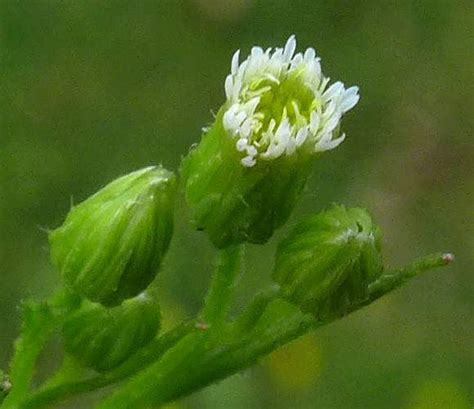 Canadian-fleabane-BMR | knotweed Ireland