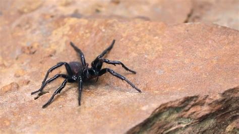 La lluvia en Australia amenaza con una plaga de arañas mortales