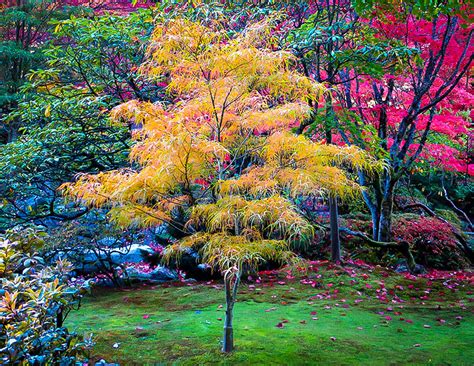 Koto No Ito Japanese Maple Trees For Sale | The Tree Center™