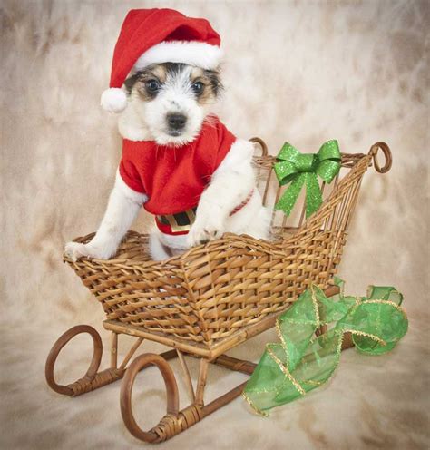 12 Portraits of Pets in Christmas Costumes - The Shutterstock Blog