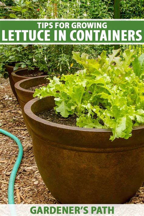 How to Grow Lettuce in Containers | Gardener’s Path