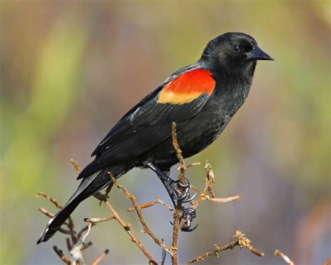 Red-winged Blackbird | Audubon Field Guide