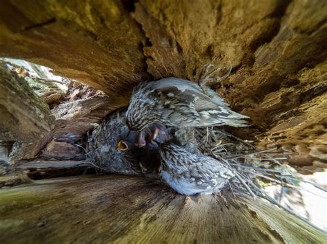 Treecreeper Bird Facts (Certhia familiaris) | Bird Fact