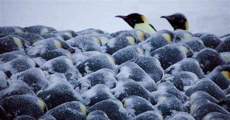 Emperor Penguin Huddle