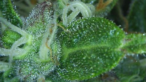 Trichomes: Theory To Practice Using A Microscope, Help Needed Please | Page 2 | 420 Magazine