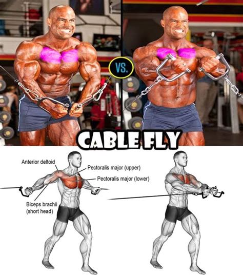 Cable Fly | Video & Guide - weighteasyloss.com - Fitness Lifestyle | Fitness and Bodybuilding ...