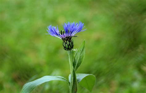 10 Gorgeous Blue Wildflowers to Surround Your Garden With - Garden and ...