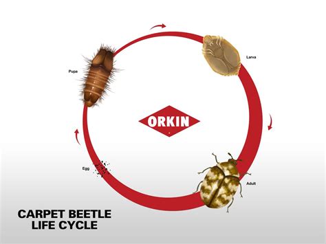 Life Cycle of Carpet Beetle: Phases & Reproduction of Carpet Beetles | Orkin