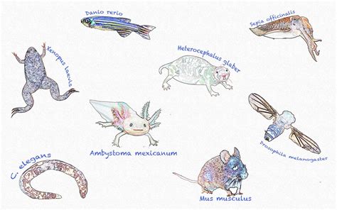 Of mice and model organisms | PressReleasePoint