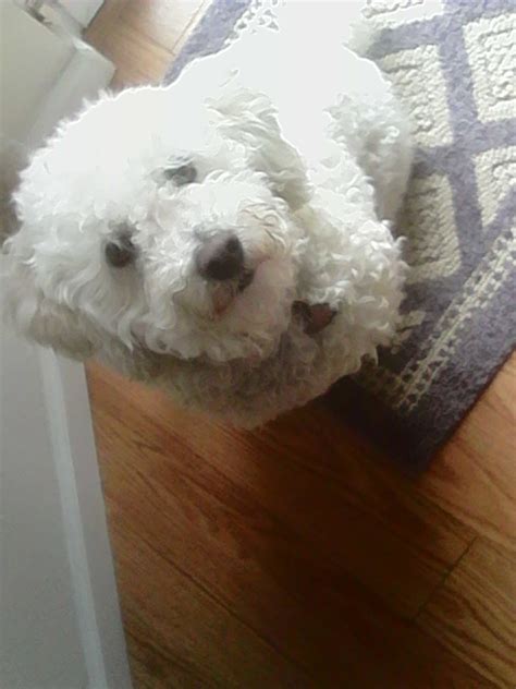 137 Bichon Frise Names at DogNamed.com