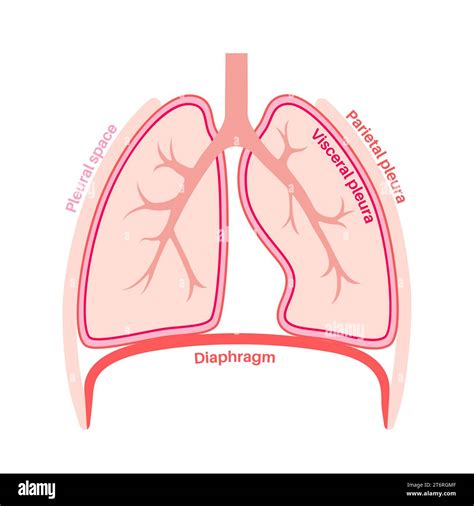 Pleura anatomy, illustration Stock Photo - Alamy