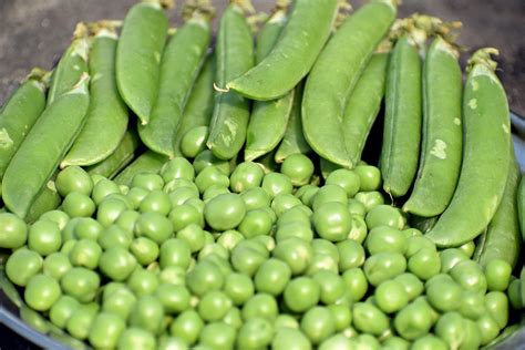 Difference Between Beans and Peas | Compare the Difference Between ...