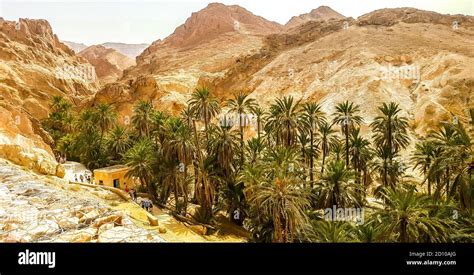 Mountain oasis Chebika in Sahara desert. Tunisia Stock Photo - Alamy