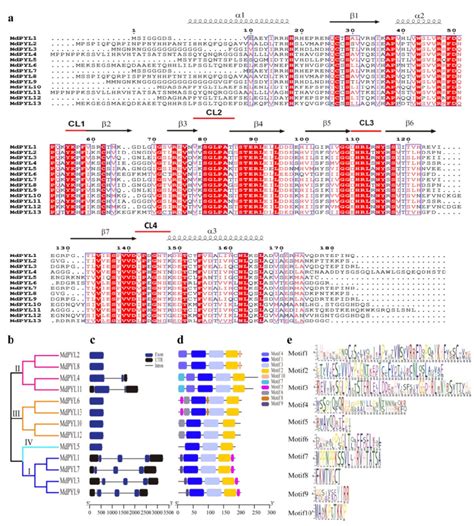 Amino acid sequence alignment, phylogenetic relationships, gene... | Download Scientific Diagram