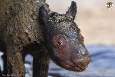 Sumatran Rhino Birth Brings New Hope for the Species - International Rhino ...