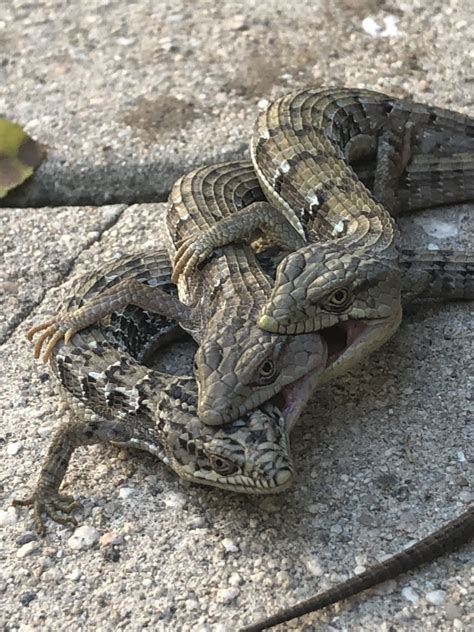 Love in the Time of Coronavirus: The Alligator Lizard Version | Natural History Museums of Los ...