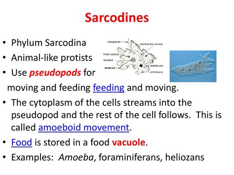 Chapter 20 – Protists. - ppt download