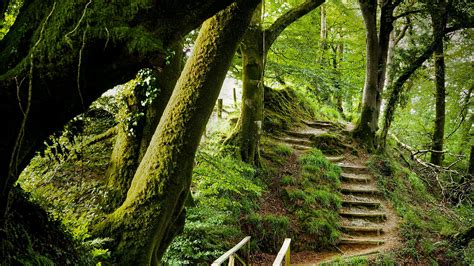 Green Forest Trees Steps Bushes Plants Forest Background HD Nature ...