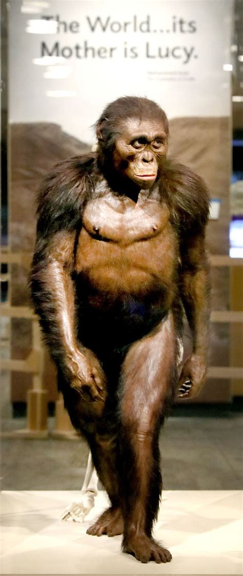 Cleveland Museum of Natural History celebrates Lucy, its famous hominid ...