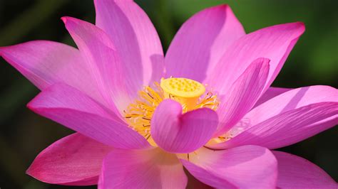 Images Petals Pink color Flowers Lotus flower Macro 3840x2160