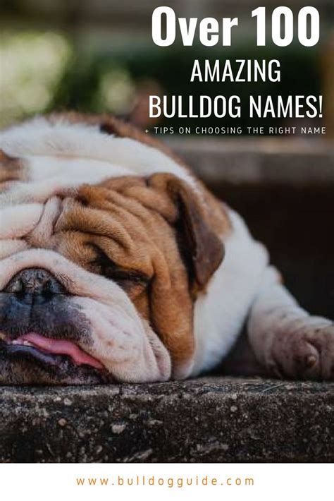 Over 100 Amazing Bulldog Names + Tips on Choosing the Right Name: # ...