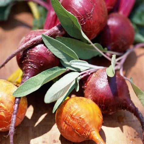 Mixed Beetroot Seeds | Grow your Own | Free UK Delivery