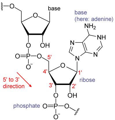 Difference Between DNA and RNA Nucleotides | Definition, Characteristics, Function, Comparison